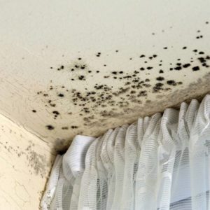 Mold Inspection Services