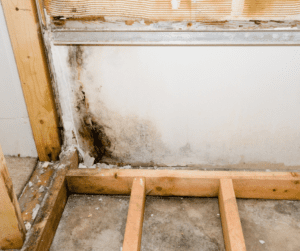 Mold in the Basement