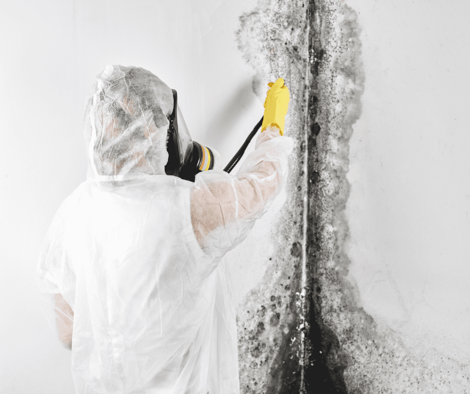 Professional Mold Removal