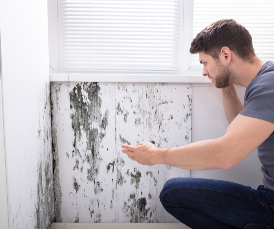 Dangers of mold in the home