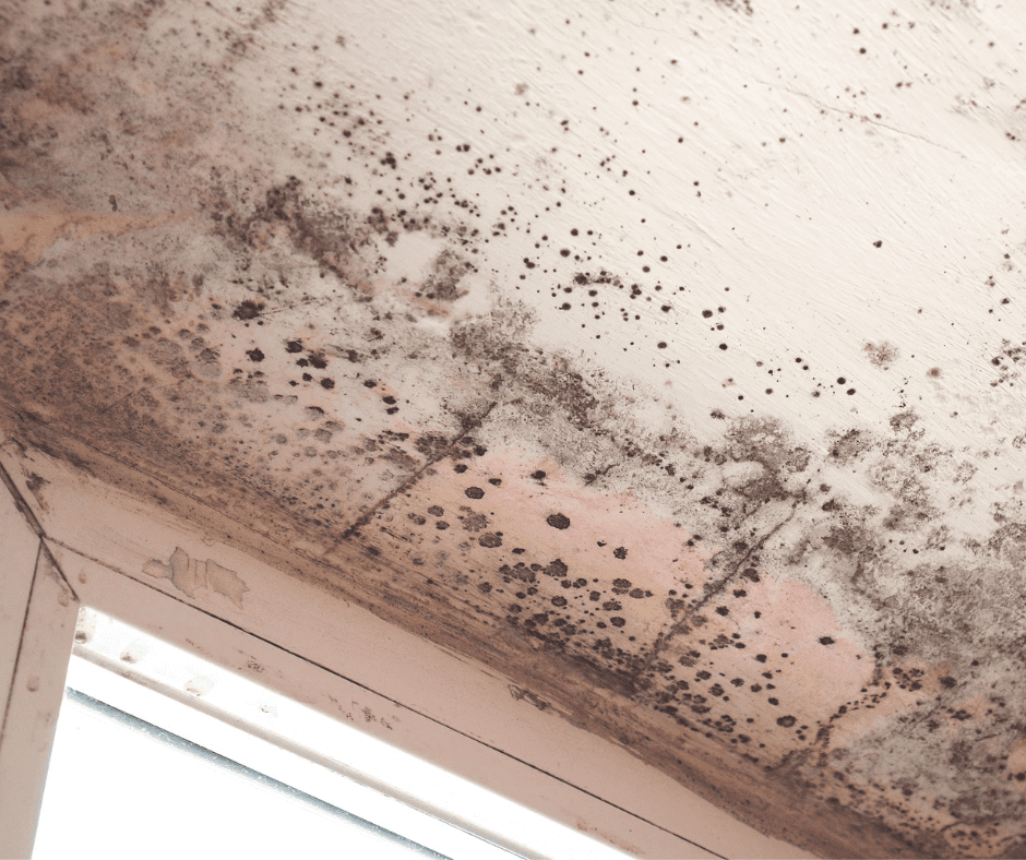 Mold on the Ceiling