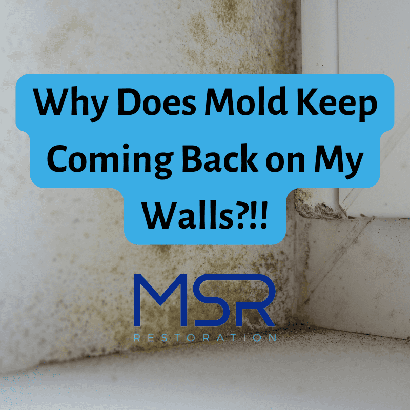 Mold Keep Coming Back on My Walls